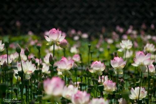 floralls