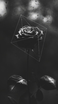 Featured image of post Aesthetic Iphone Dark Rose Wallpaper : We have a massive amount of desktop and mobile backgrounds.