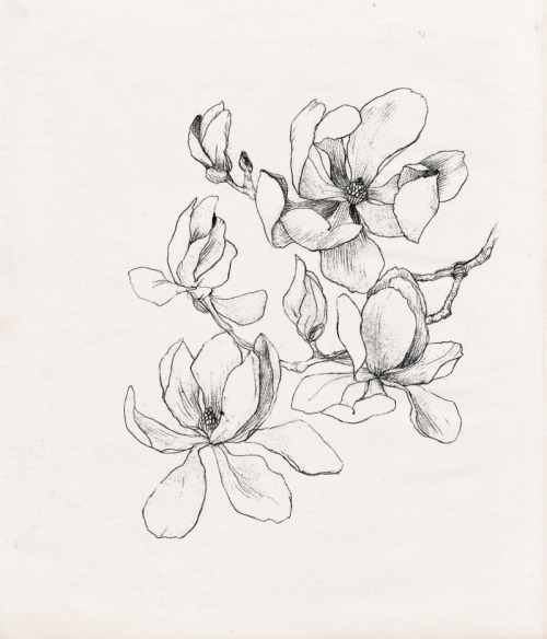 nadezdafavaillustration:Nadezda Fava | MAGNOLIA