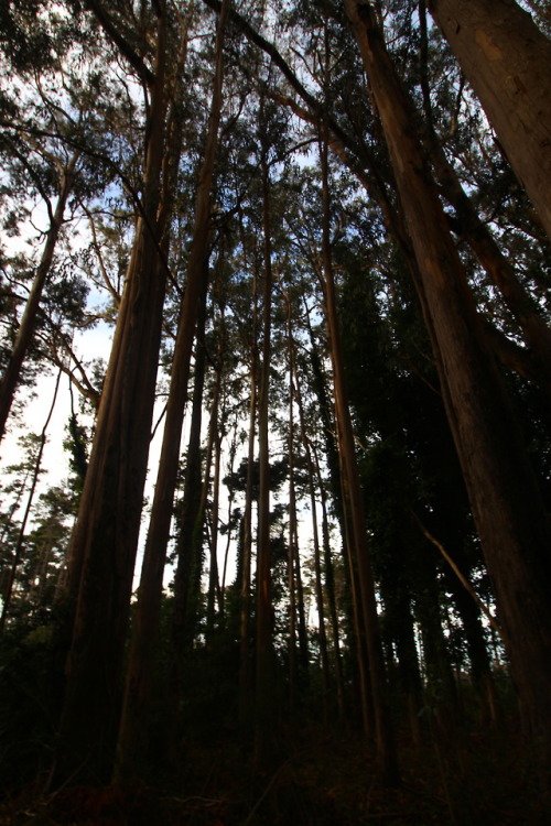 The California coast is full of mysterious. Forests here are...