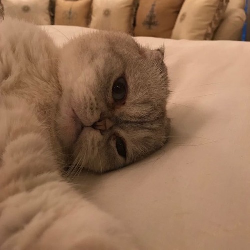 taylorswift:All the kittens care about is taking selfies