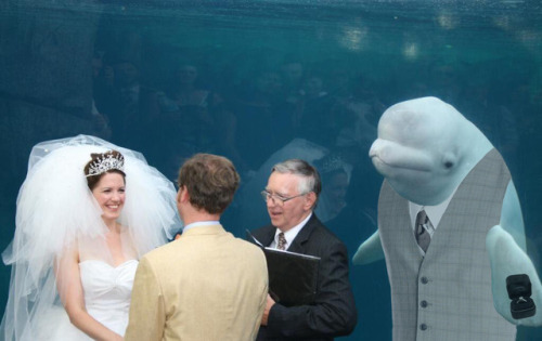 wiselwisel:Boda con beluga requiere chops.