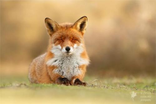 magicalnaturetour:Zen Foxes by Roeselien...