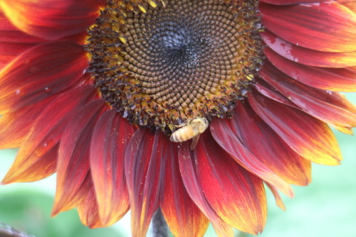 zoologicallyobsessed:European honey bees (Apis mellifera) on...