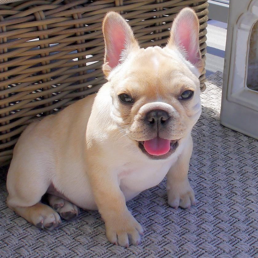 5 Months Frenchie