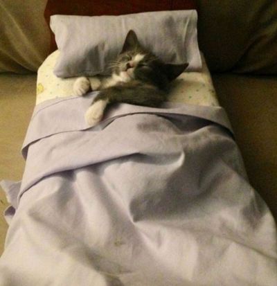 cat in bed | Tumblr