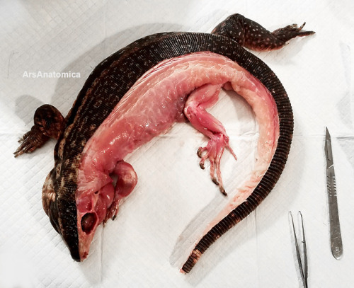 arsanatomica:This is a prosection of a young female Tegu I’m...