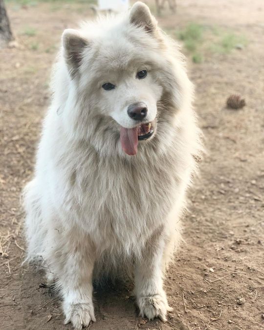 Who was the dirtiest??? 🤔 #squeakycleanagain #tiredaf . . . Bella!! Kofu shakes a lot so most of the dirt he gathers falls off....