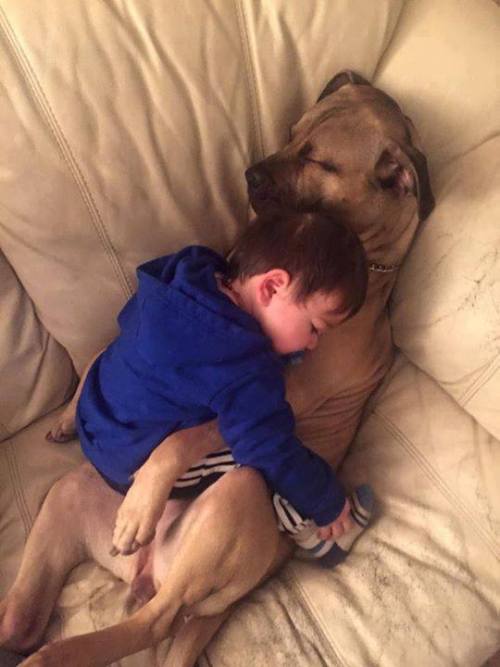 cuteness–overload:One unpaid babysitterSource:...