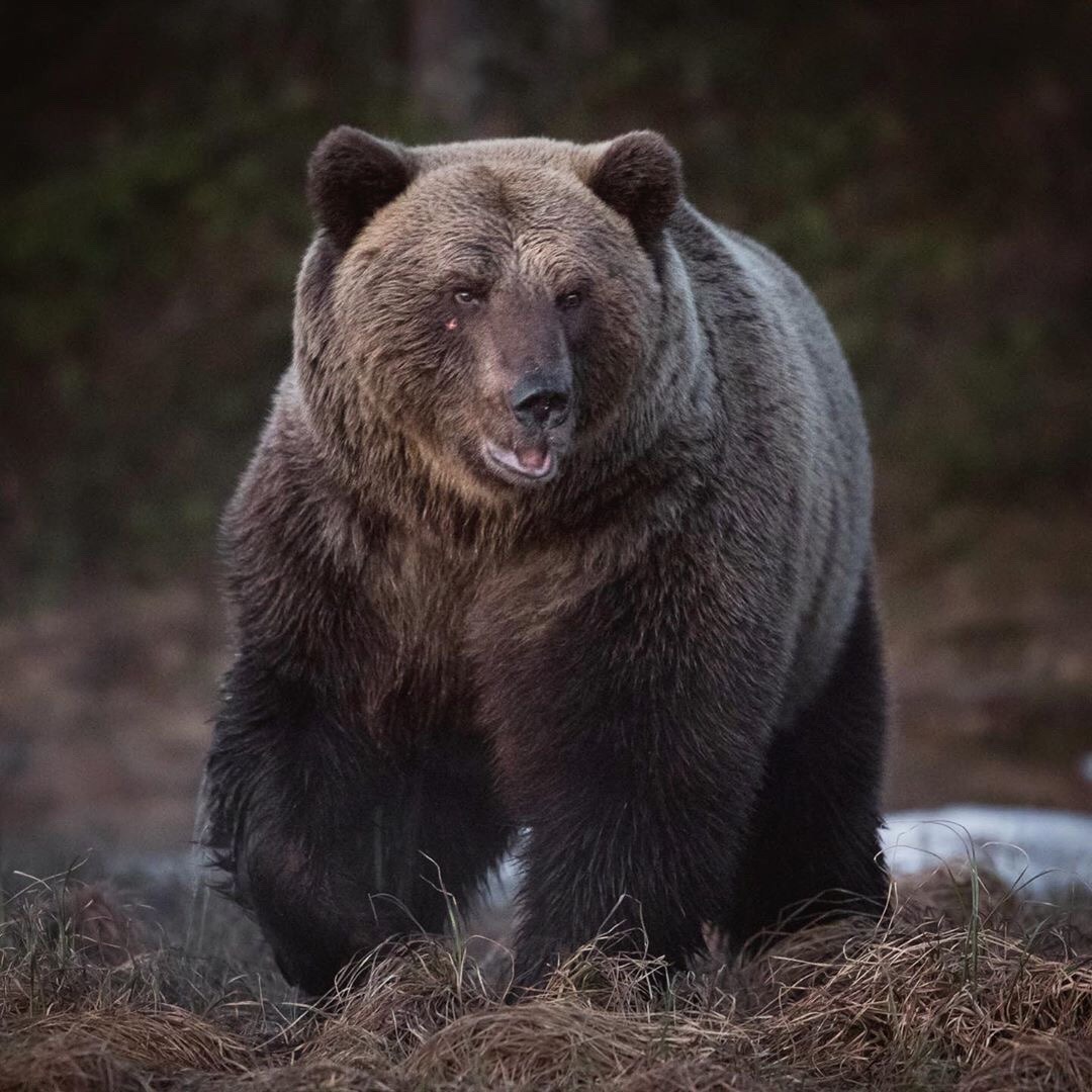 Bent Rod — “King of the Forest” - Brutus the Bear 🐻 Source:...