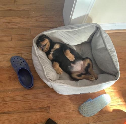 puppiestotherescue