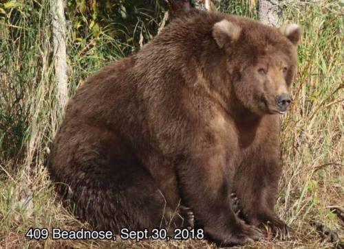 typhlonectes:In Today’s Absolute Unit News…From June to...