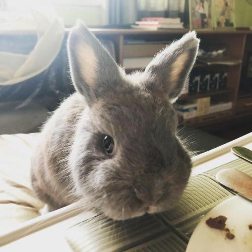 bunsxbunsxbuns:Howard gives me this face when he wants treats.