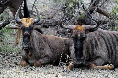 wapiti3:Blue wildebeest (Connochaetes taurinus)Arno Meintjes...