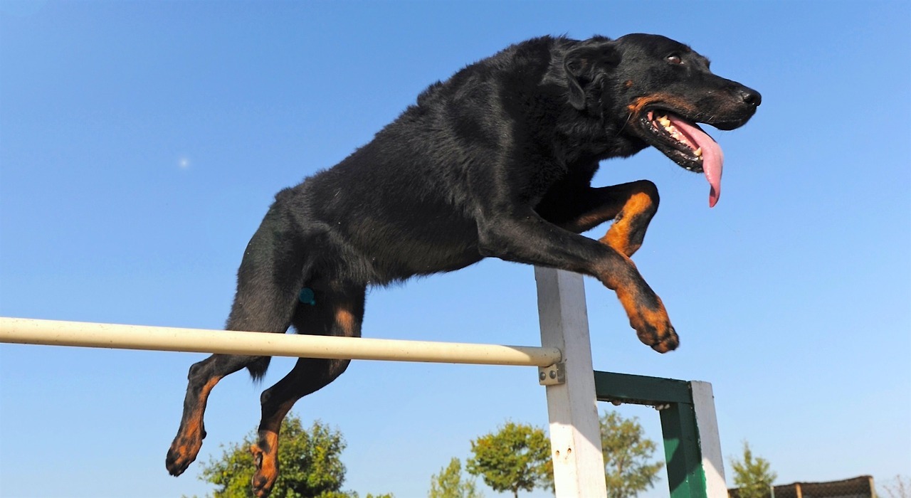 Don't Get Bit — Beauceron The Beauceron is a guard dog and herding...