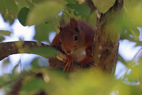 michaelnordeman:Red squirrel/ekorre.