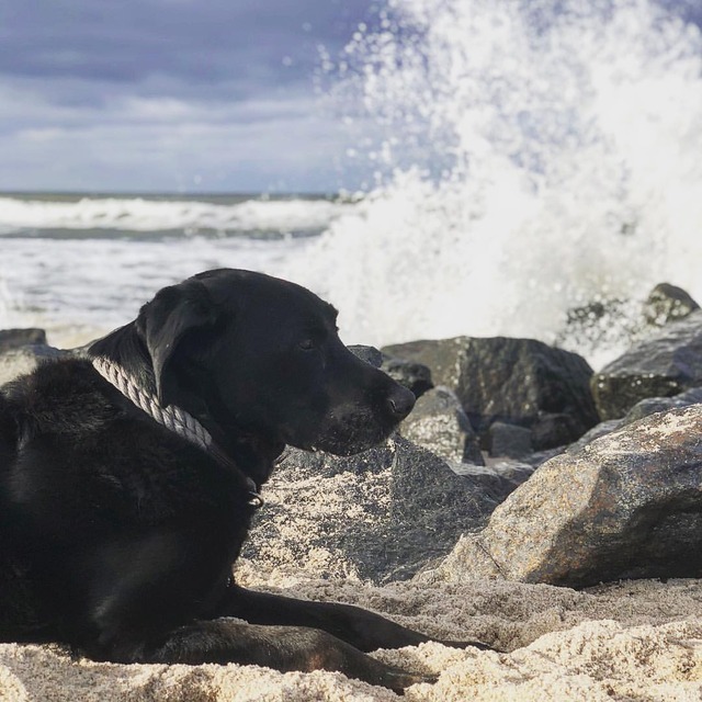 Hund von Eden Lehmann ️🇩🇰 dog beach sea waves sky stones&hellip;