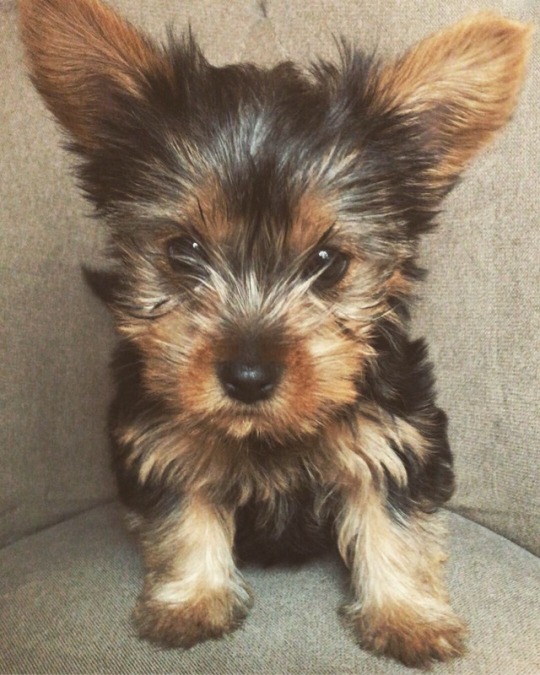 Yorkie Puppy On Tumblr