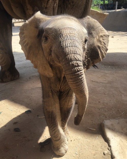 sdzoo:More baby ele-fun from Keeper Lauren!