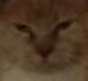 tumblr_ppuhfegYxw1rq8q4eo1_100.png