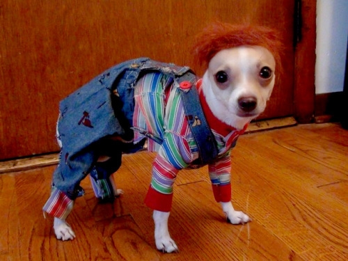 halloweentrickortreat:Dogs in Halloween costumes is a 10/10 