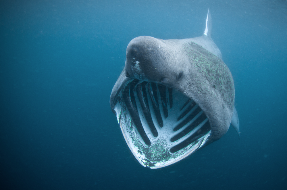 What The Fauna? • The basking shark is a filterfeeder that relies...