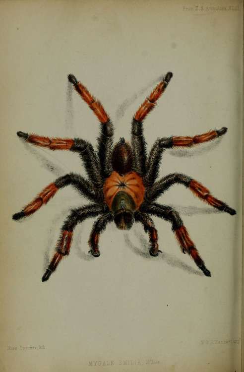 histsciart:Mexican Red Leg Tarantula (Brachypelma...