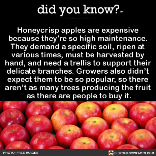 honeycrisp-apples-are-expensive-because-theyre-so