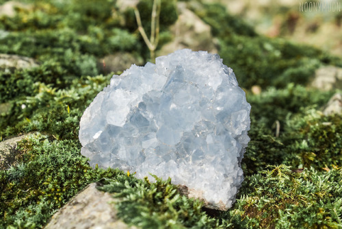 noonyphoto celestite mygems crystals blue crystals moss nature& 039;s pillow hahaha i love moss :D and celestite hahaha I EDITED THE CAPTION BC I THINK THIS ONE IS NICER