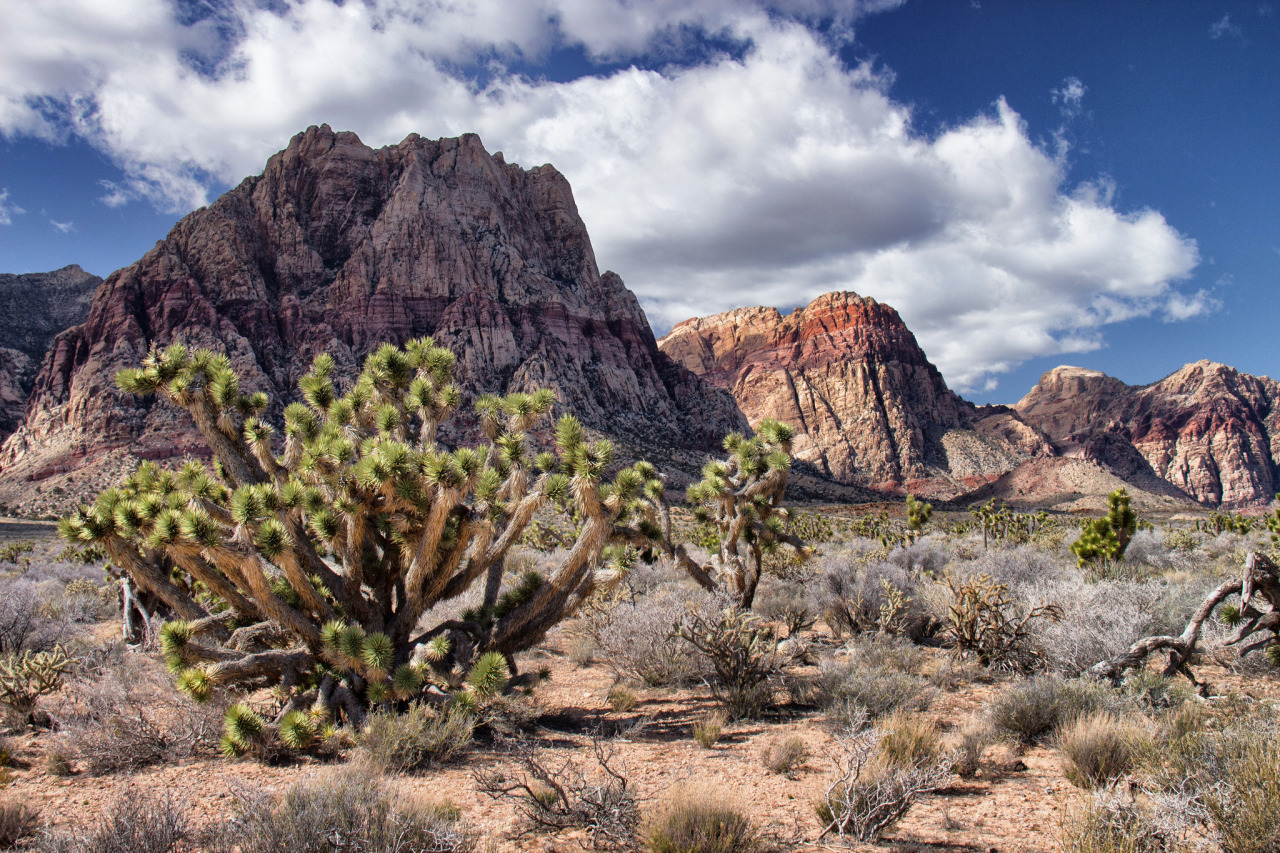 Desert Stuff — Red Rock Canyon, Nevada by O Palsson via...