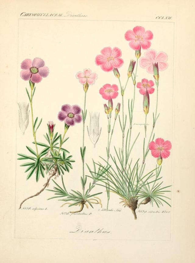 Heaveninawildflower - Dianthus. Illustrations taken from ‘Icones Florae...