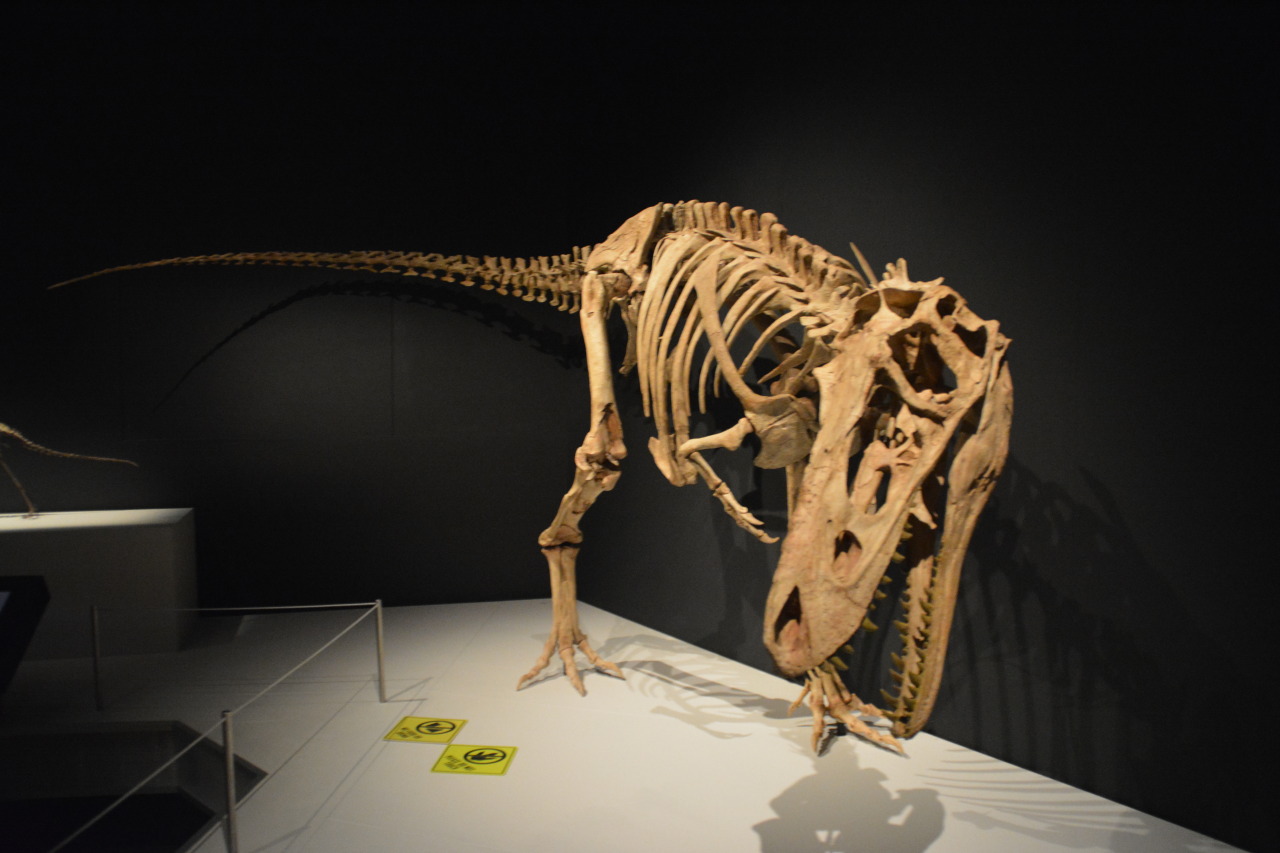 alioramus skeleton