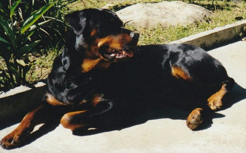 Debbie taking her morning sun ! 3 years young