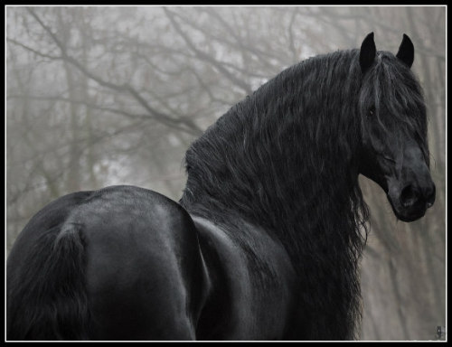 black stallion on Tumblr