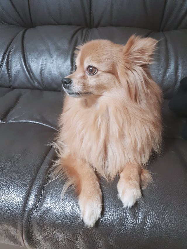 MIMI TXT GHOST — SOOBIN PRESENTS HIS DOG SEAN 190206