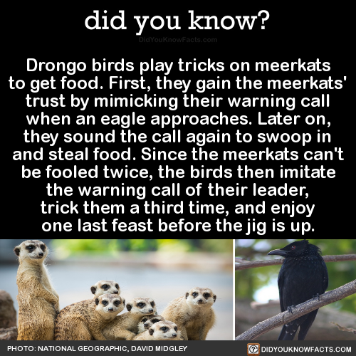 did-you-kno:Drongo birds play tricks on meerkatsto get food....