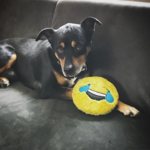 handsomedogs:Cooper! A 7 year old Labrador / Border Collie /...