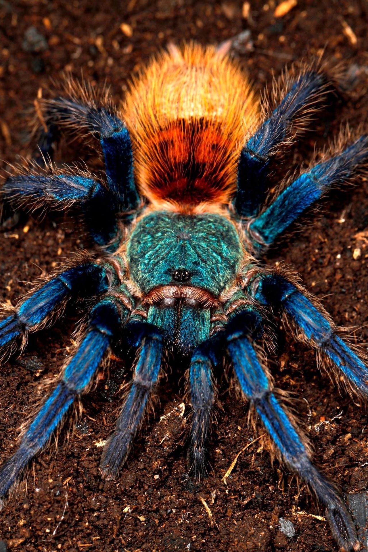 End0skeletal: The Greenbottle Blue Tarantula 