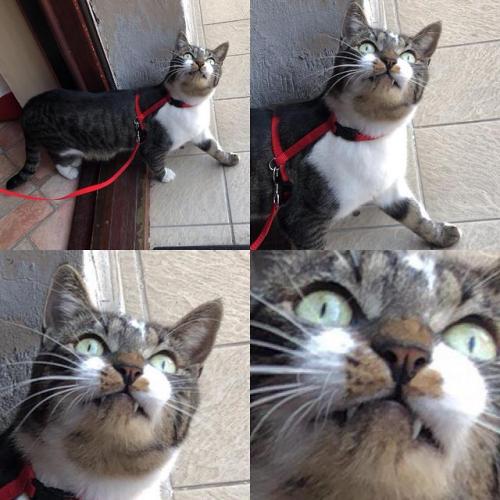 cutecornflakes:Margaret was so excited about going for a walk,...