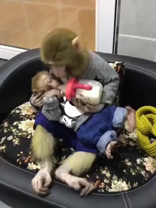 awwsfordays