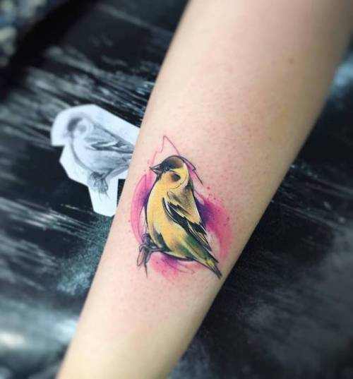 By Adrian Bascur, done at NVMEN, Viña del Mar.... goldfinch;animal;watercolor;bird;adrianbascur;facebook;twitter;achilles;medium size