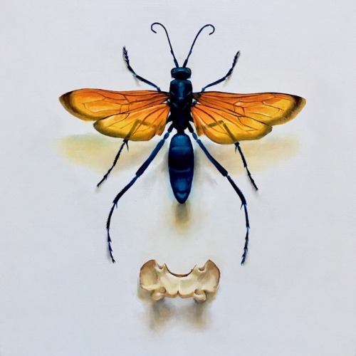 tarantula hawk wasps tumblr