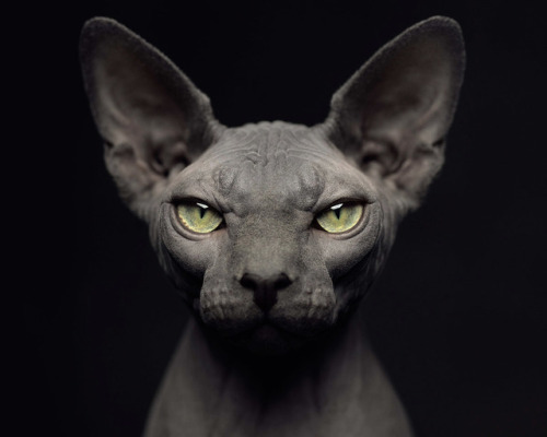  Cafe  Inevitable Sphynx  Cat  ph Vincent Lagrange via 