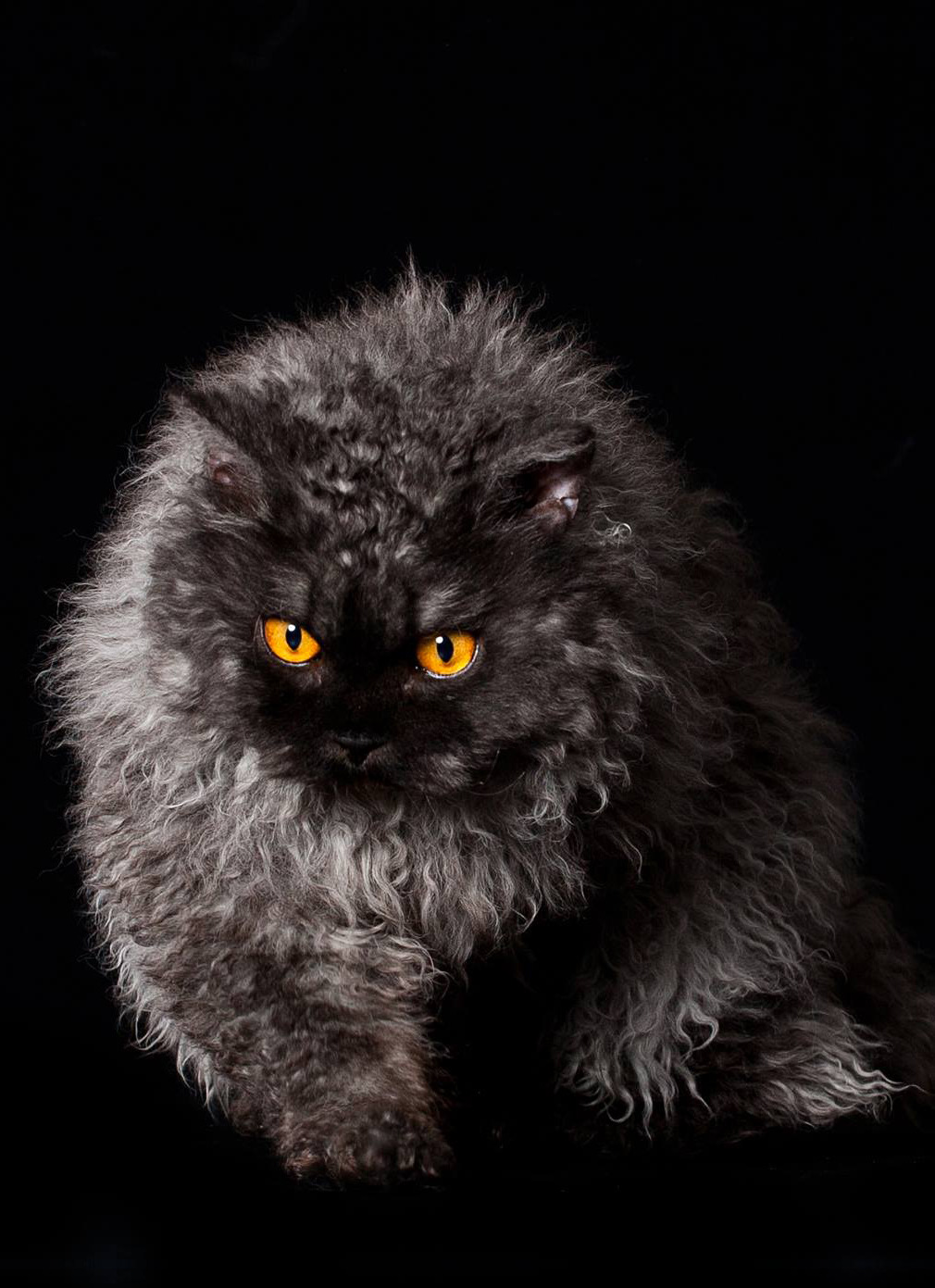 feline photography | SELKIRK REX: Cat with naturally curly hair! One of...