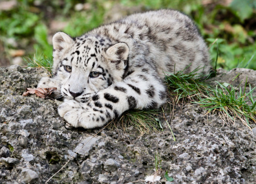 end0skeletal:Snow Leopard Cub byRobert Duben