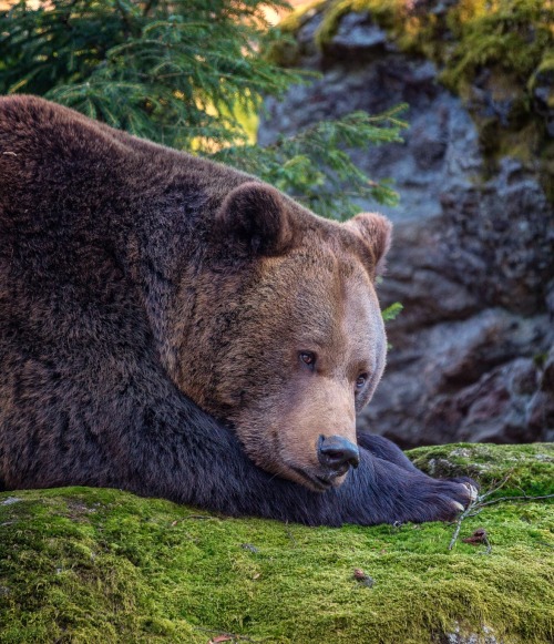 beautiful-wildlife:Peaceful by Jean-Francois Chaubard