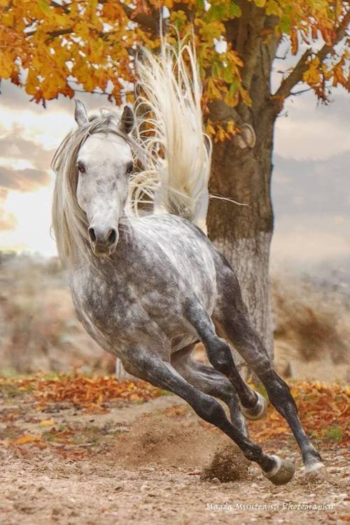 scarlettjane22:Arabian stallion, TalismanHorses Great...