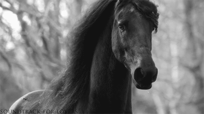 Image result for friesian horse gifs