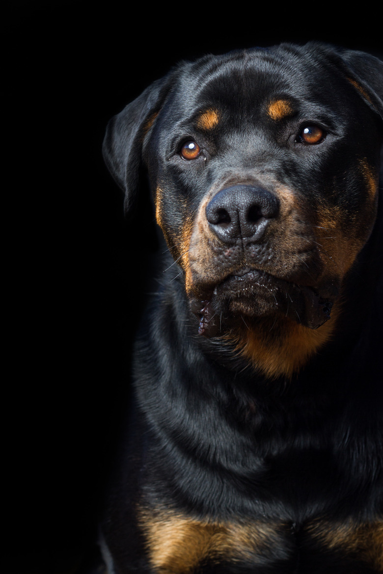 Rottweiler - PAWS FOR PETS