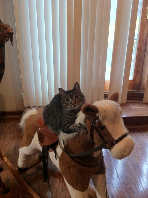cat rocking horse